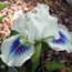 Iris pumila Gentle Grace